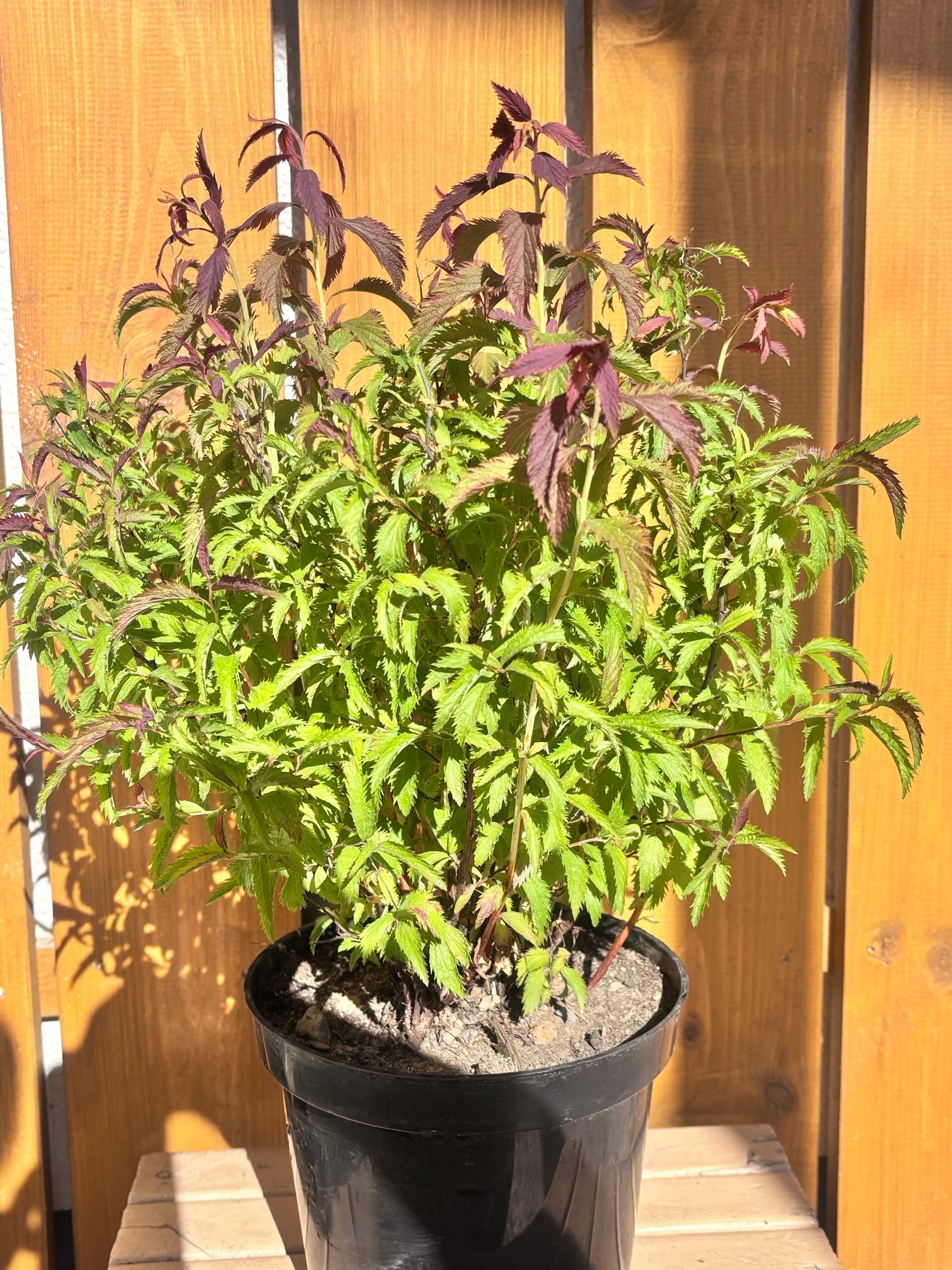 Спирея курчавая, куст - 450