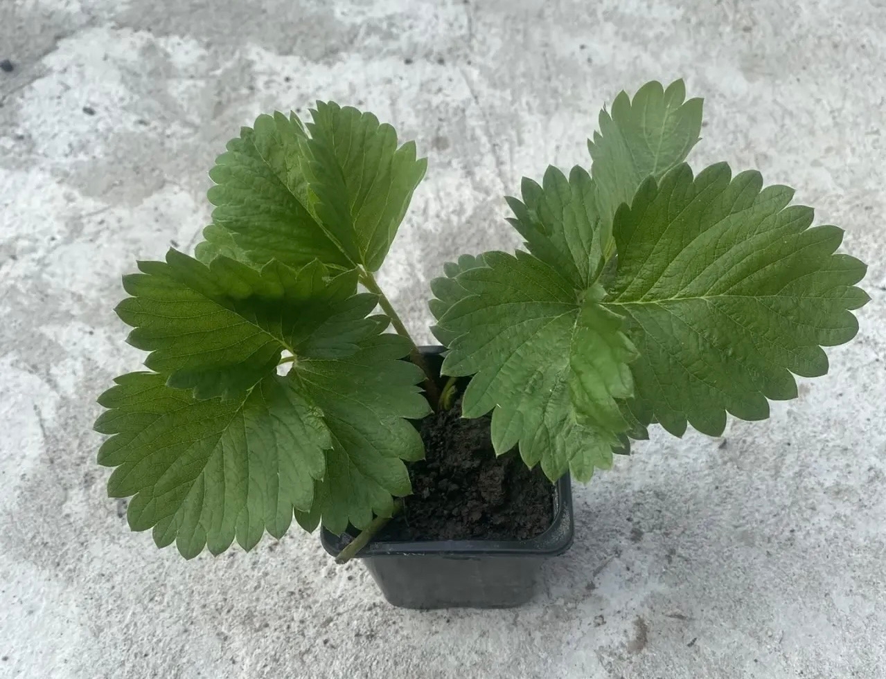 Клубника укорененная - 50₽