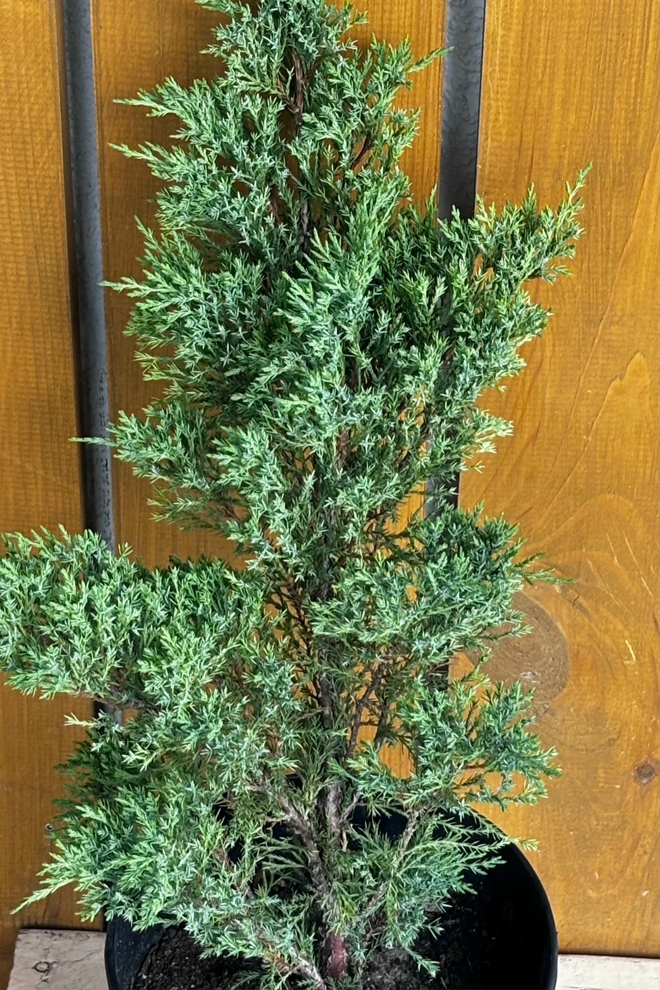 Можжевельник казацкий - 550₽
