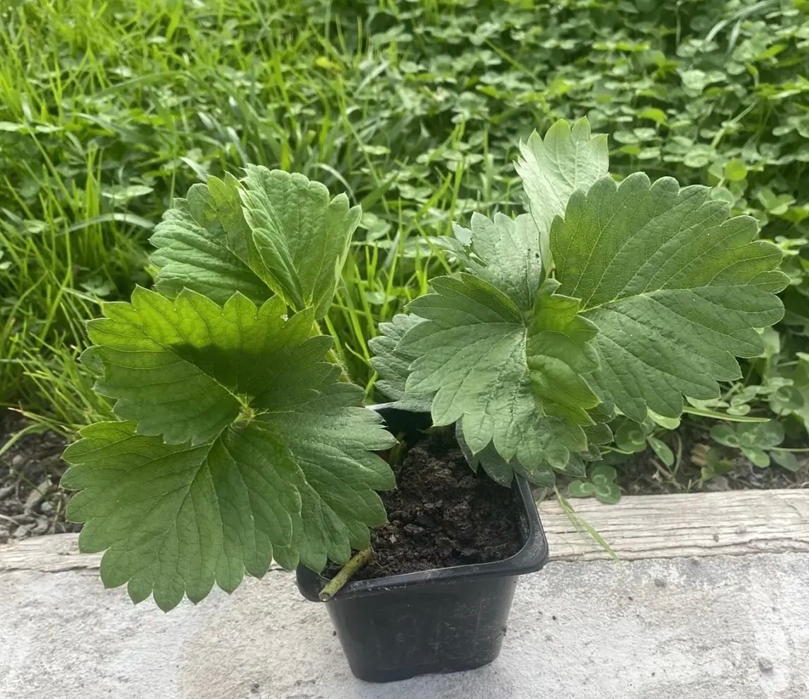Клубника укорененная - 50₽