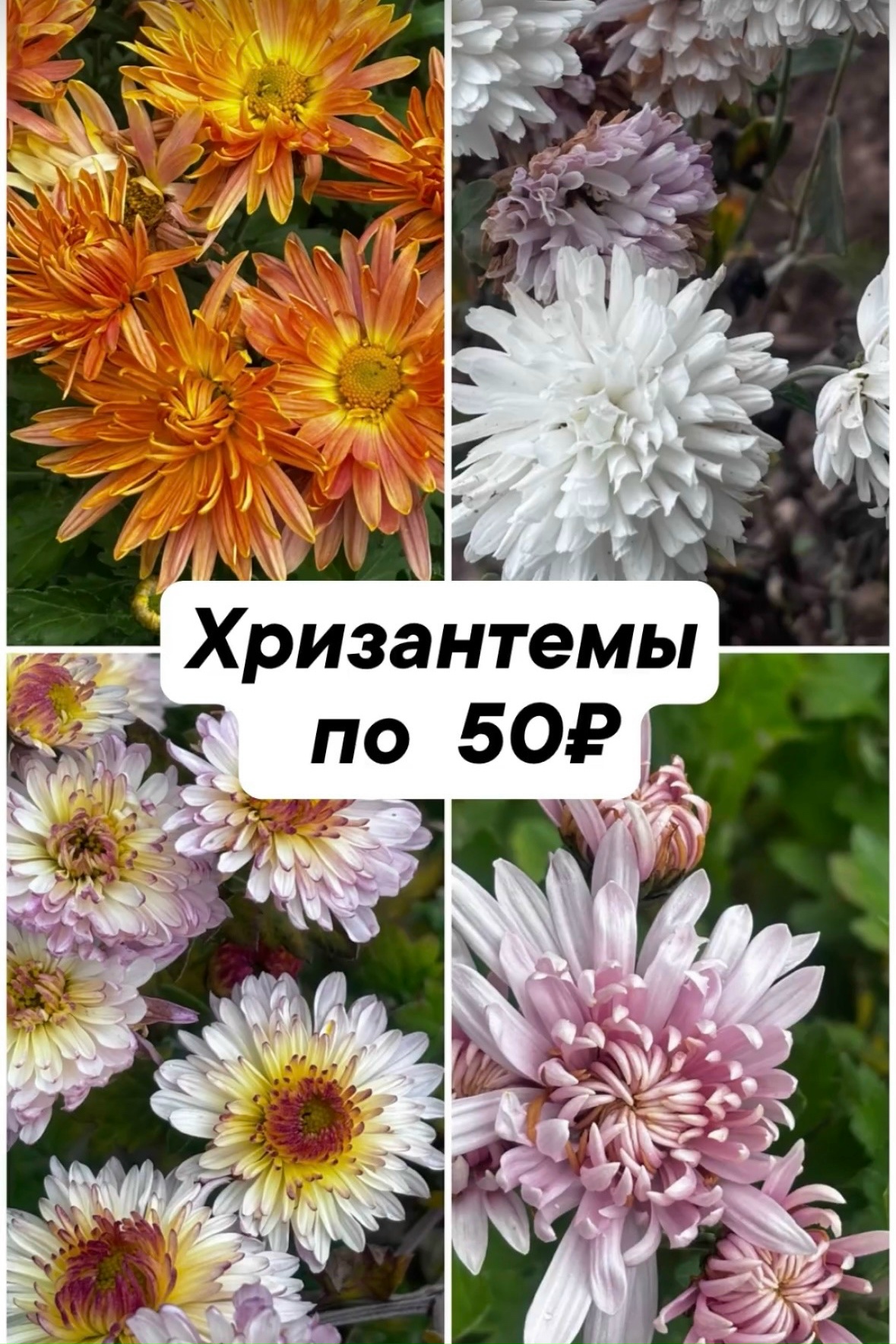 Хризантемы в ассортименте- 50 ₽