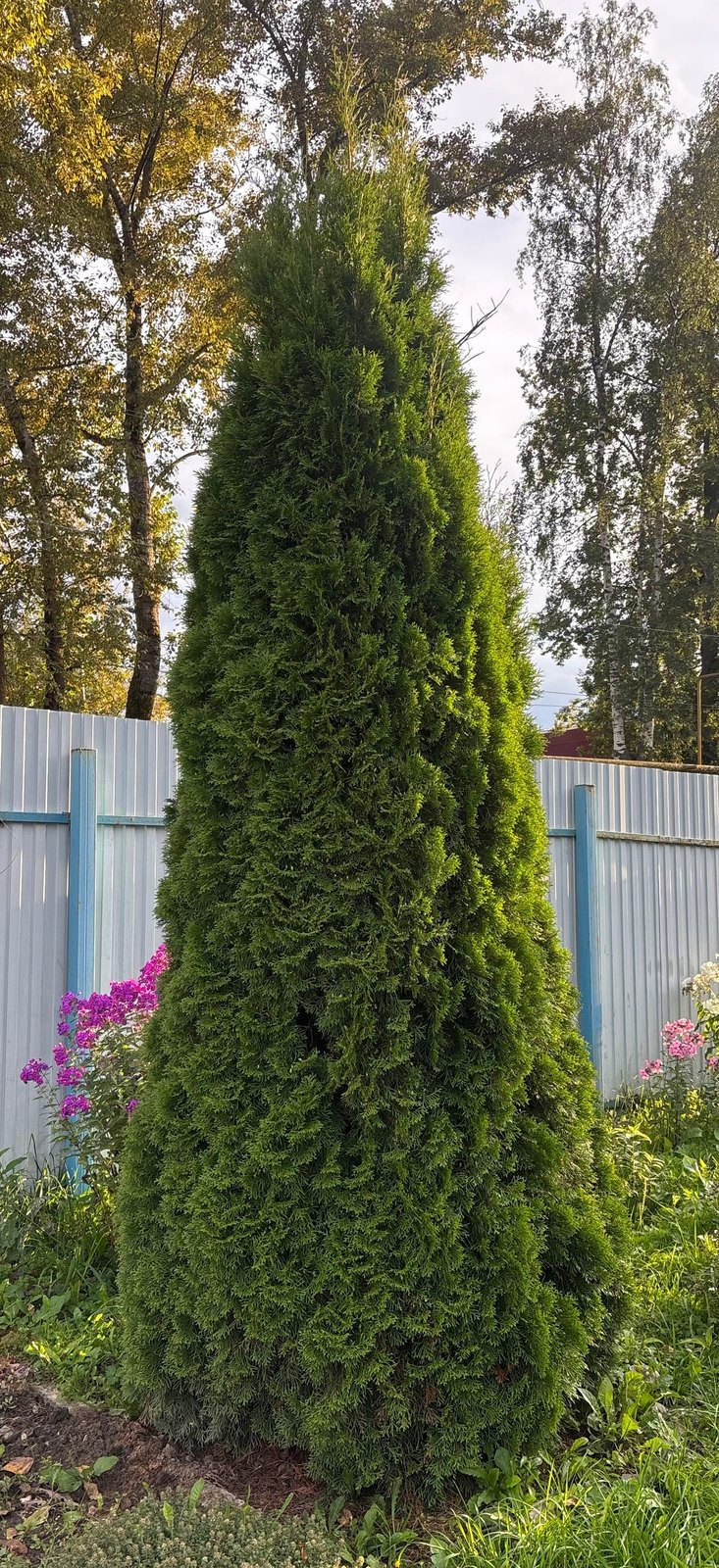 Туя в