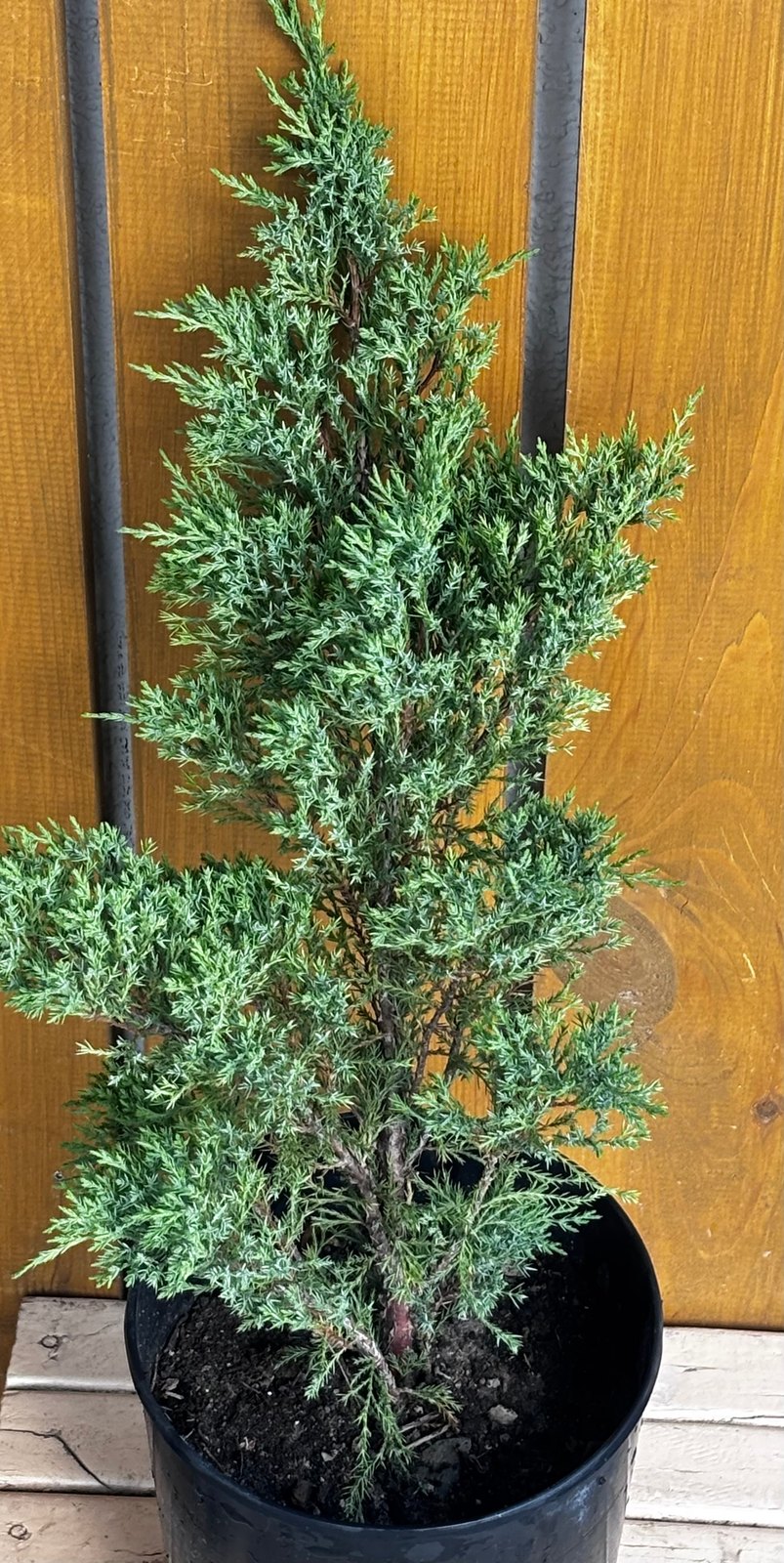 Можжевельник казацкий